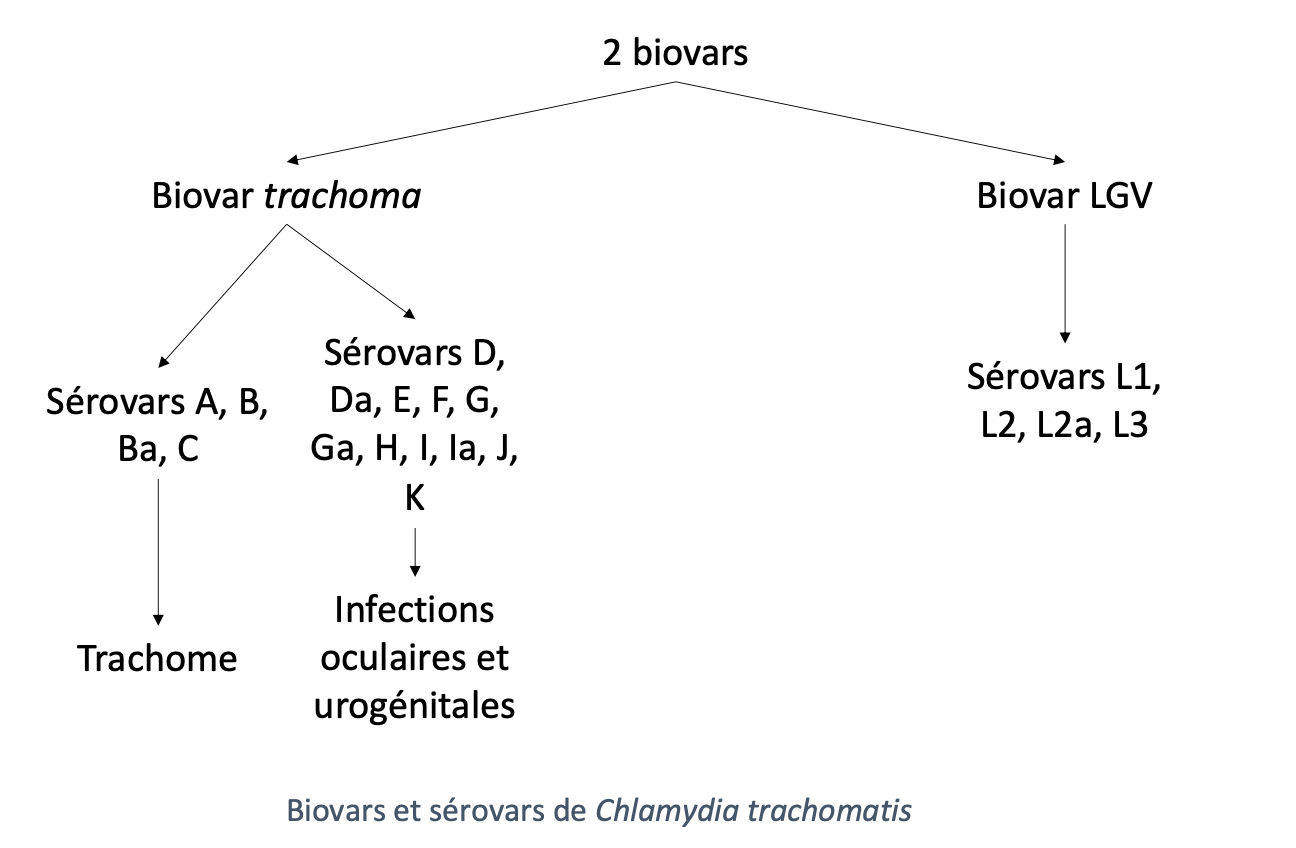 Biovars